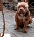 德牧警犬，边境牧羊犬，美国恶霸三只打包3500